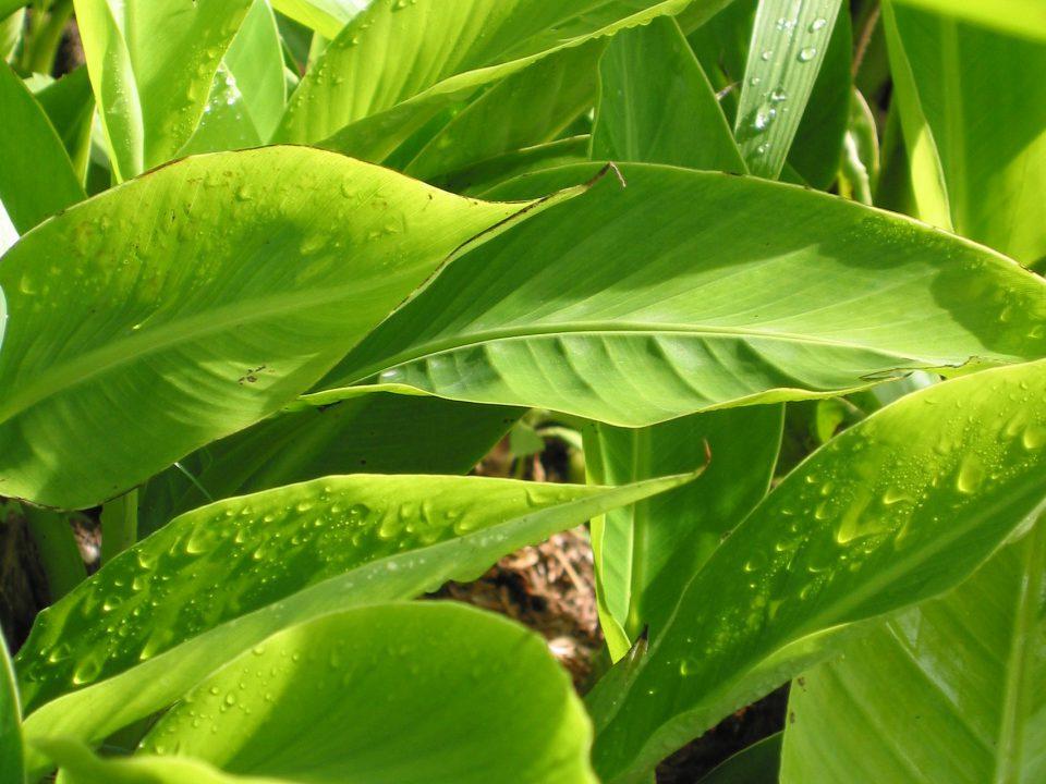 马尼拉麻植物